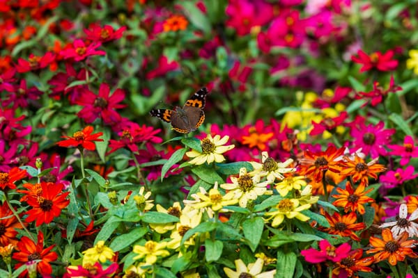 Zo maak je jouw tuin aantrekkelijk voor bijen en vlinders